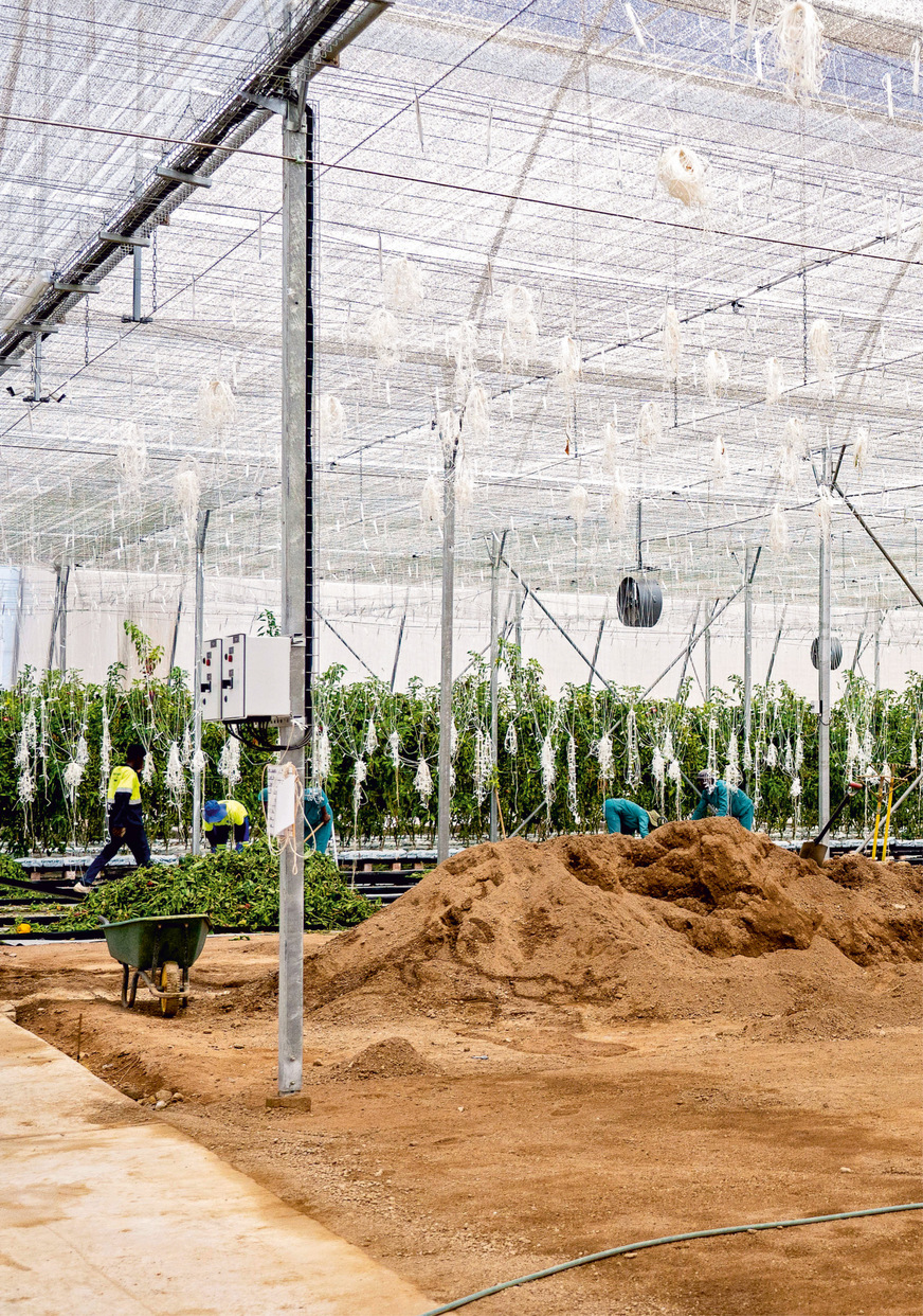 The vegetables from the Daures Green Hydrogen Village greenhouses are already being sold in local supermarkets.