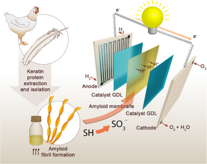 Keratin in chicken feathers is transformed into a sustainable membrane for fuel cells - © ETH Zürich / NTU