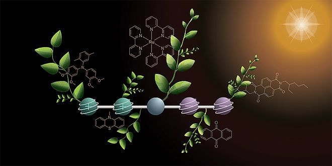 Just like in natural photosynthesis, the new molecule temporarily stores two positive and two negative charges. (Illustration: Deyanira Geisnæs Schaad)