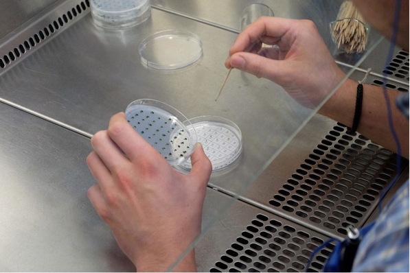 10-Isolation-von-Algenstämmen-RUB