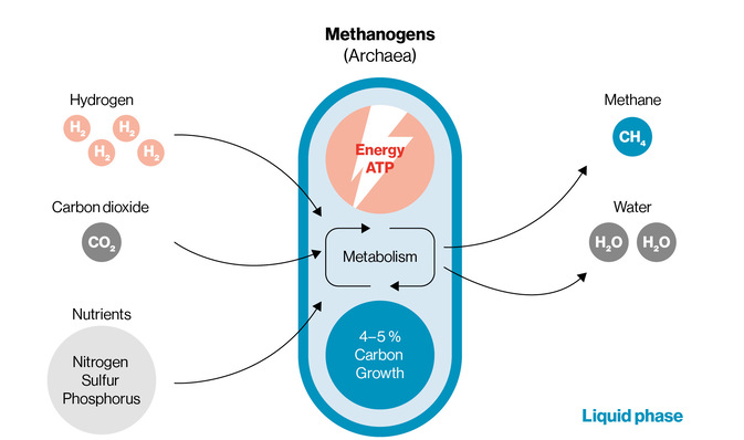 Biological methanationby methane-forming microbes (archaea).