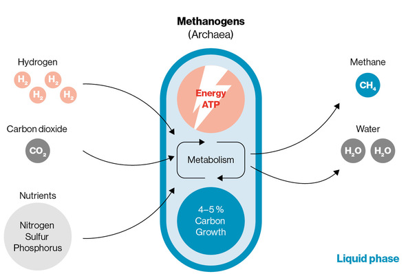 Biological methanation by methane-forming microbes (archaea).